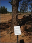 White Cyprus Pine