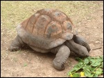 Galapagos Tortoise