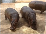 Hippos