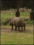 Black Rhino