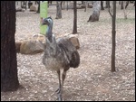 Emu
