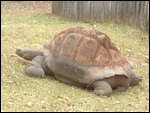 Galapagos Tortoise