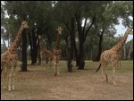Giraffes