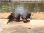 Hippos