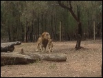Lions