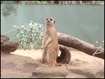 Meerkat