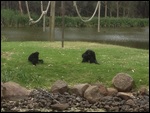Siamang Ape