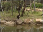 White Handed Gibbon