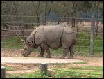 White Rhino