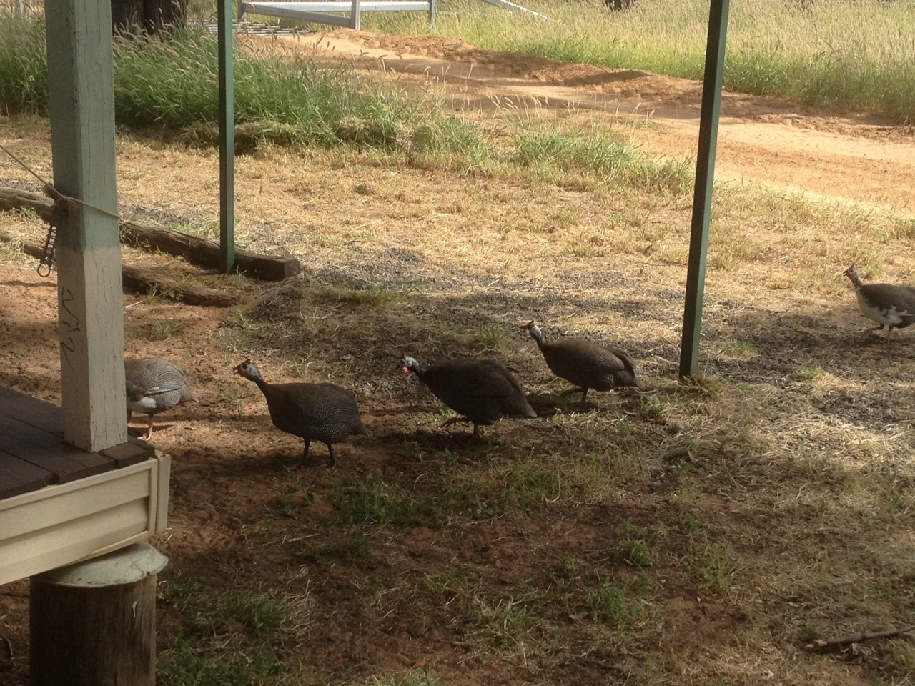 Bush turkeys