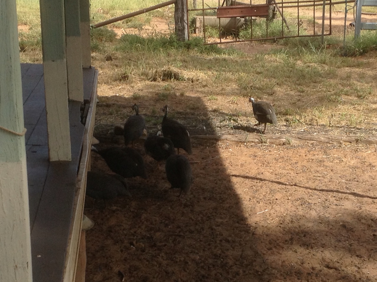 Bush turkeys