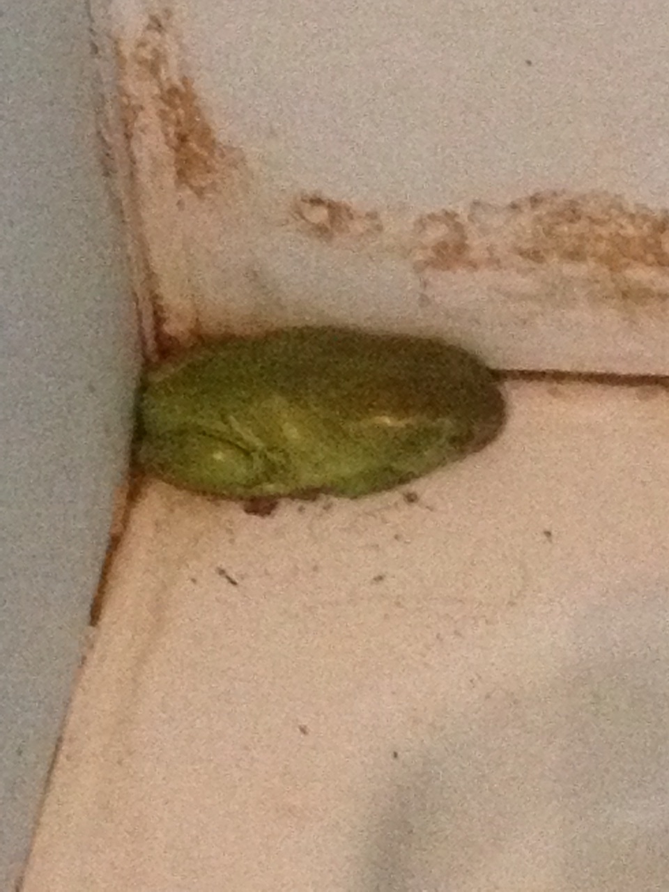 Visitors in the shower