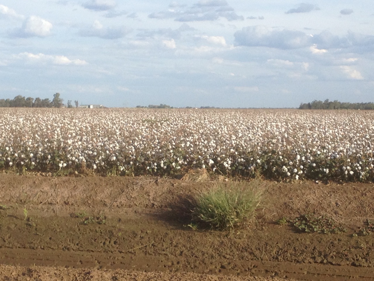 Cotton about to be harvested