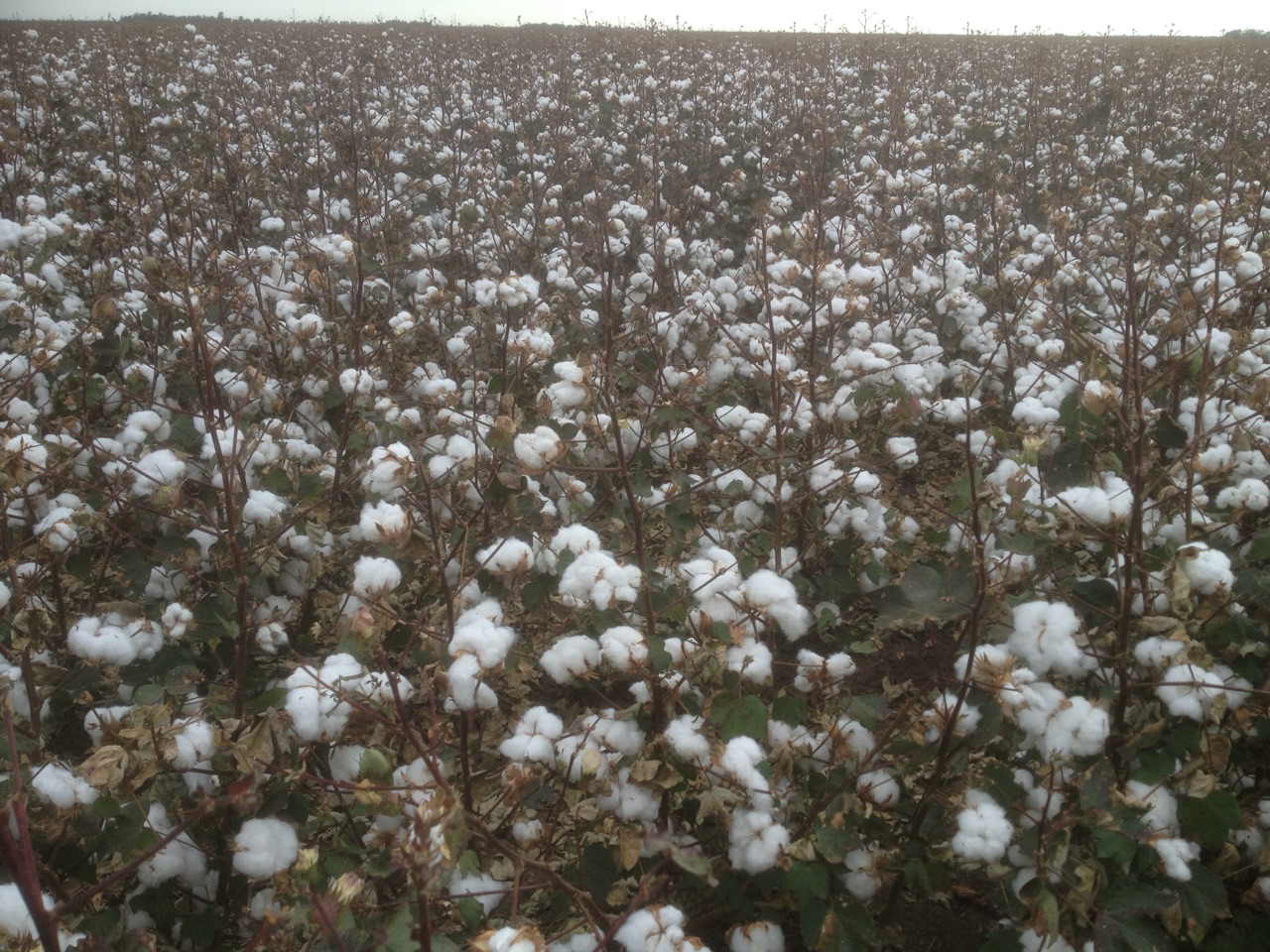 Cotton ready for picking