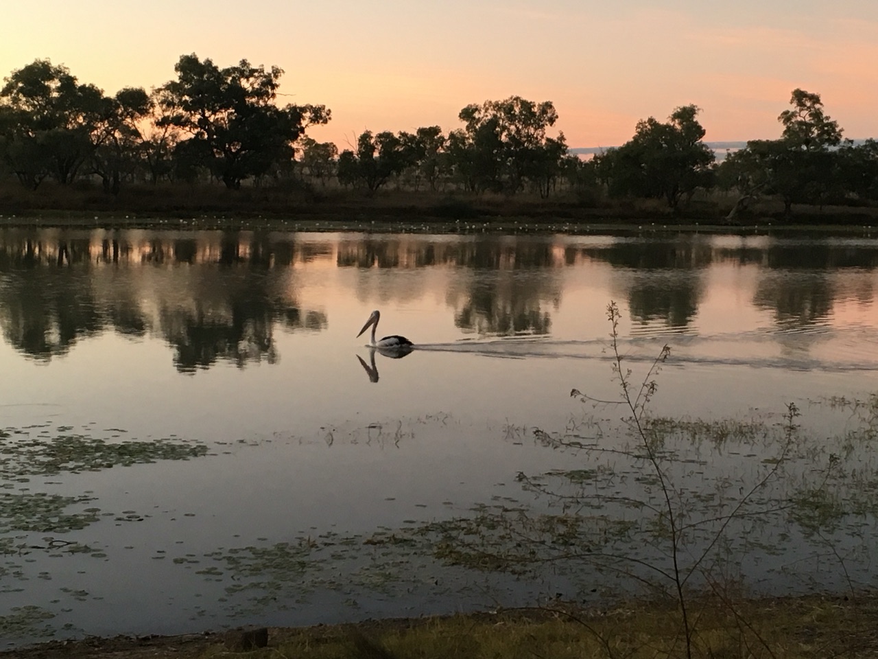 Sunrise at Camooweal Billabong