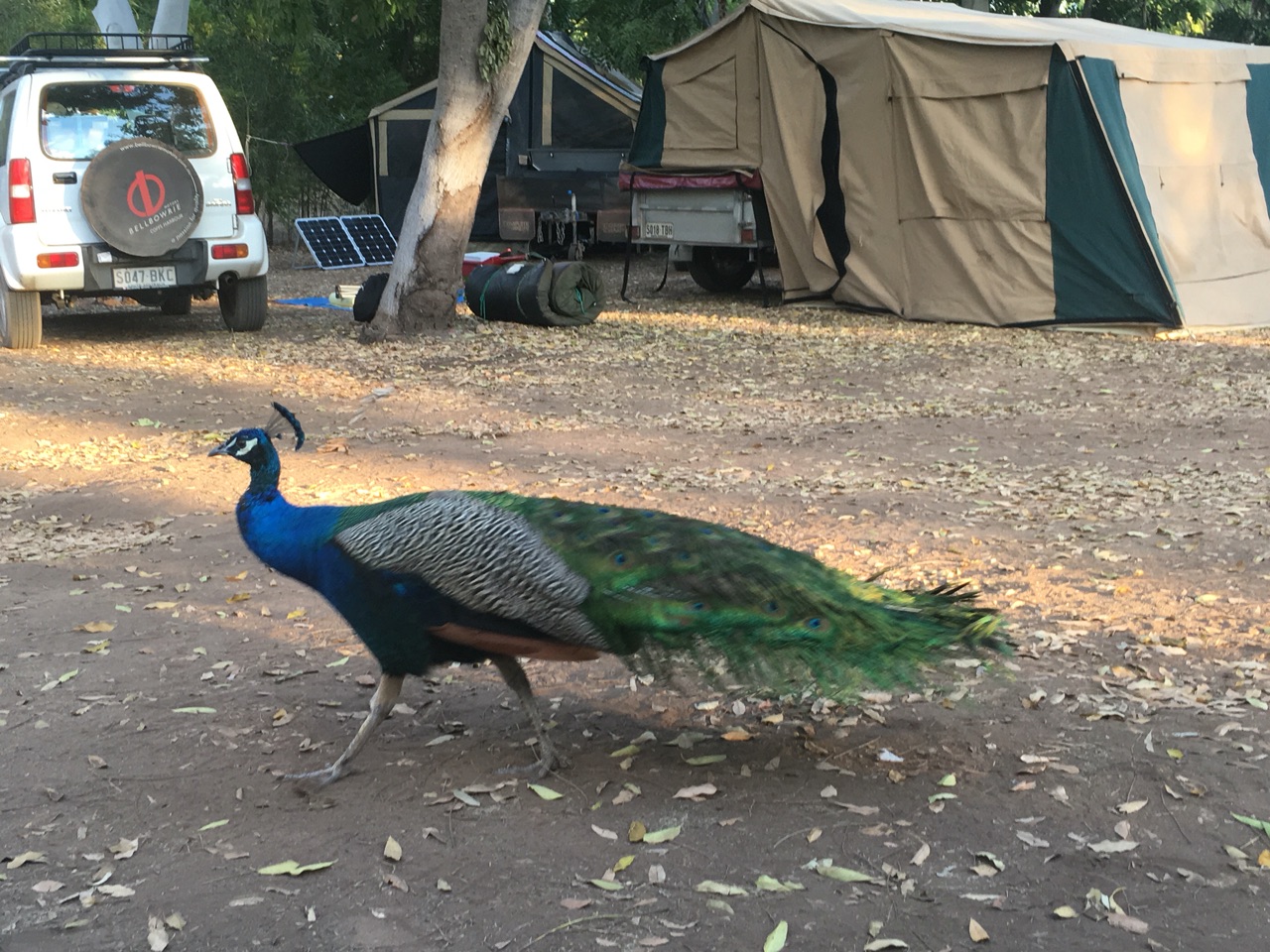 Campsite Visitor