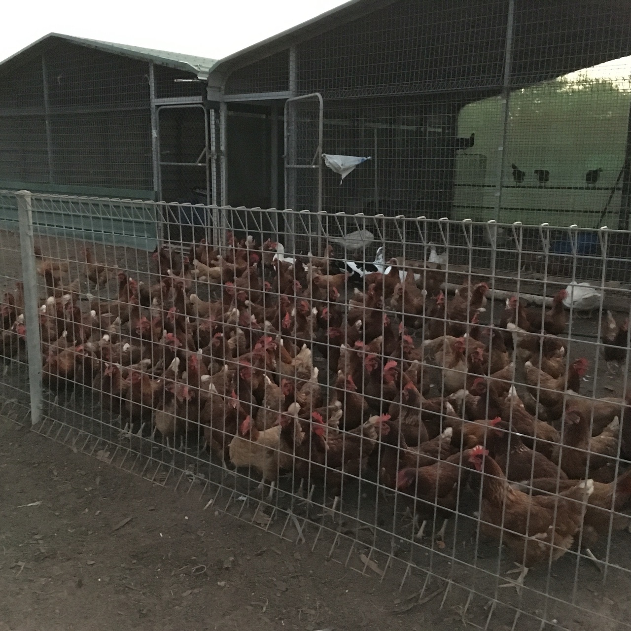 Chook Pen