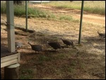 Bush turkeys