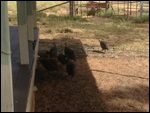 Bush turkeys