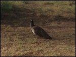 Bush turkeys