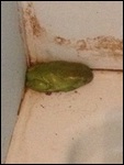 Visitors in the shower