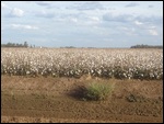 Cotton about to be harvested