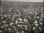 Cotton ready for picking