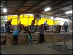 Shearing