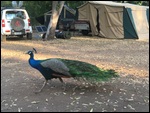 Campsite Visitor