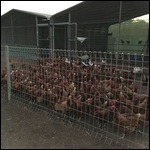Chook Pen