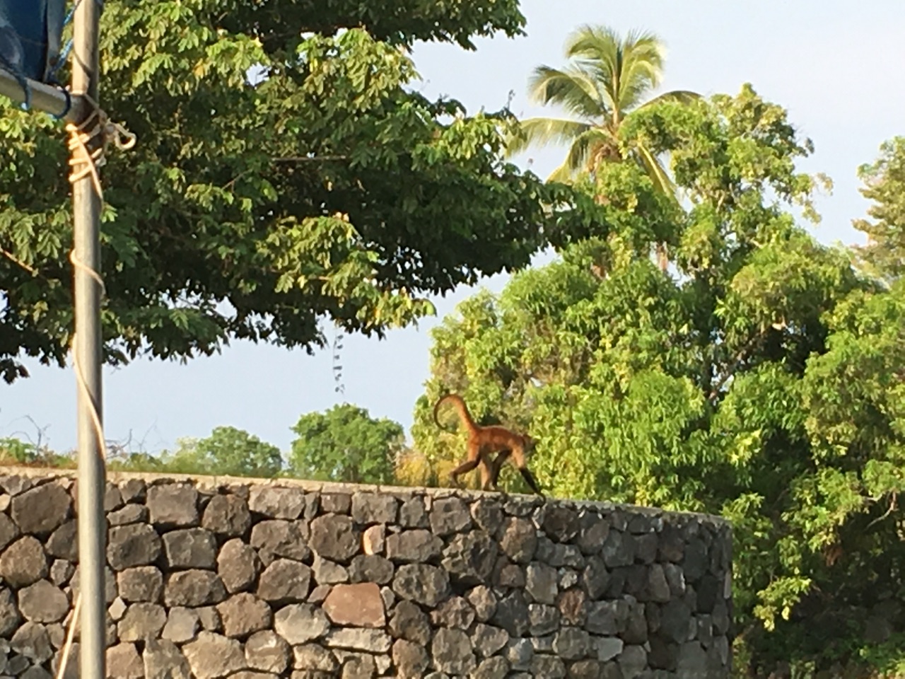 Monkey colony