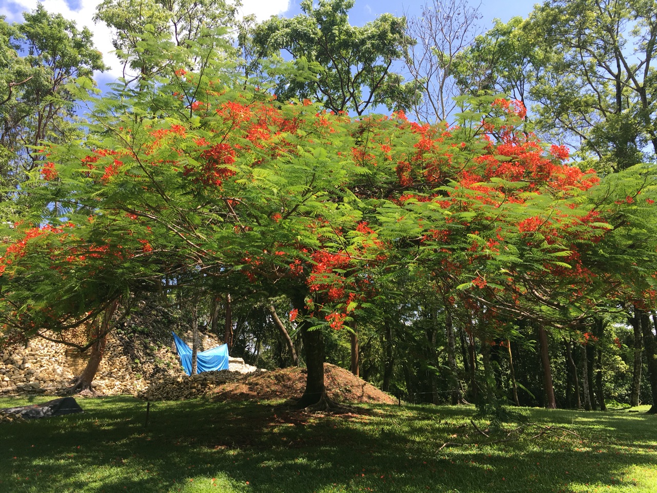 Flame Trees Are Everywhere