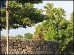 Monkey colony
