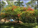Flame Trees Are Everywhere