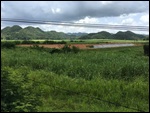 The Sugar Cane Plantation