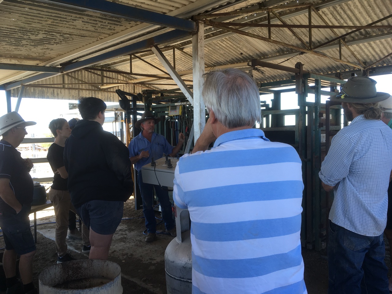 Looking at cattle