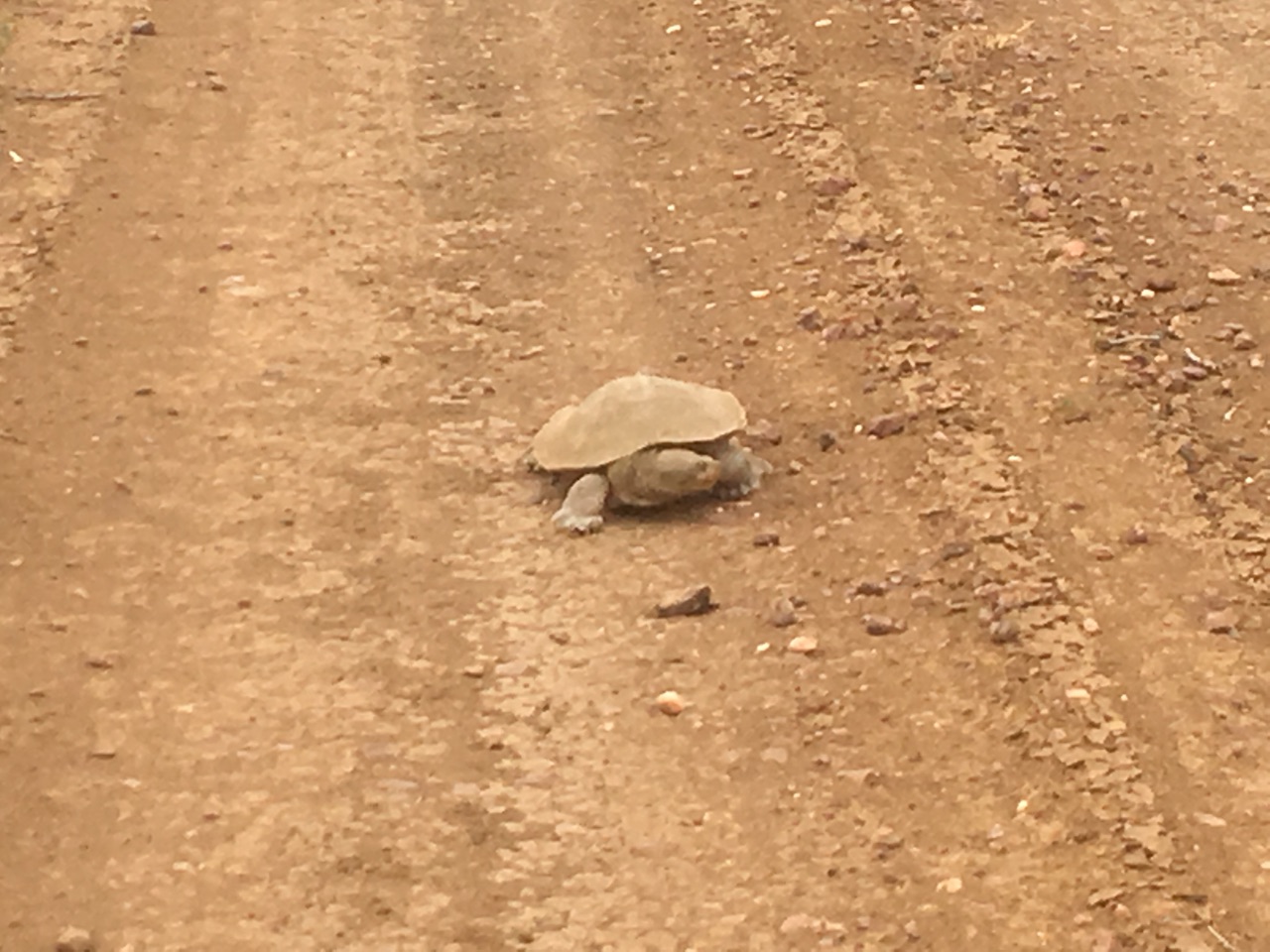 Taking the long road home