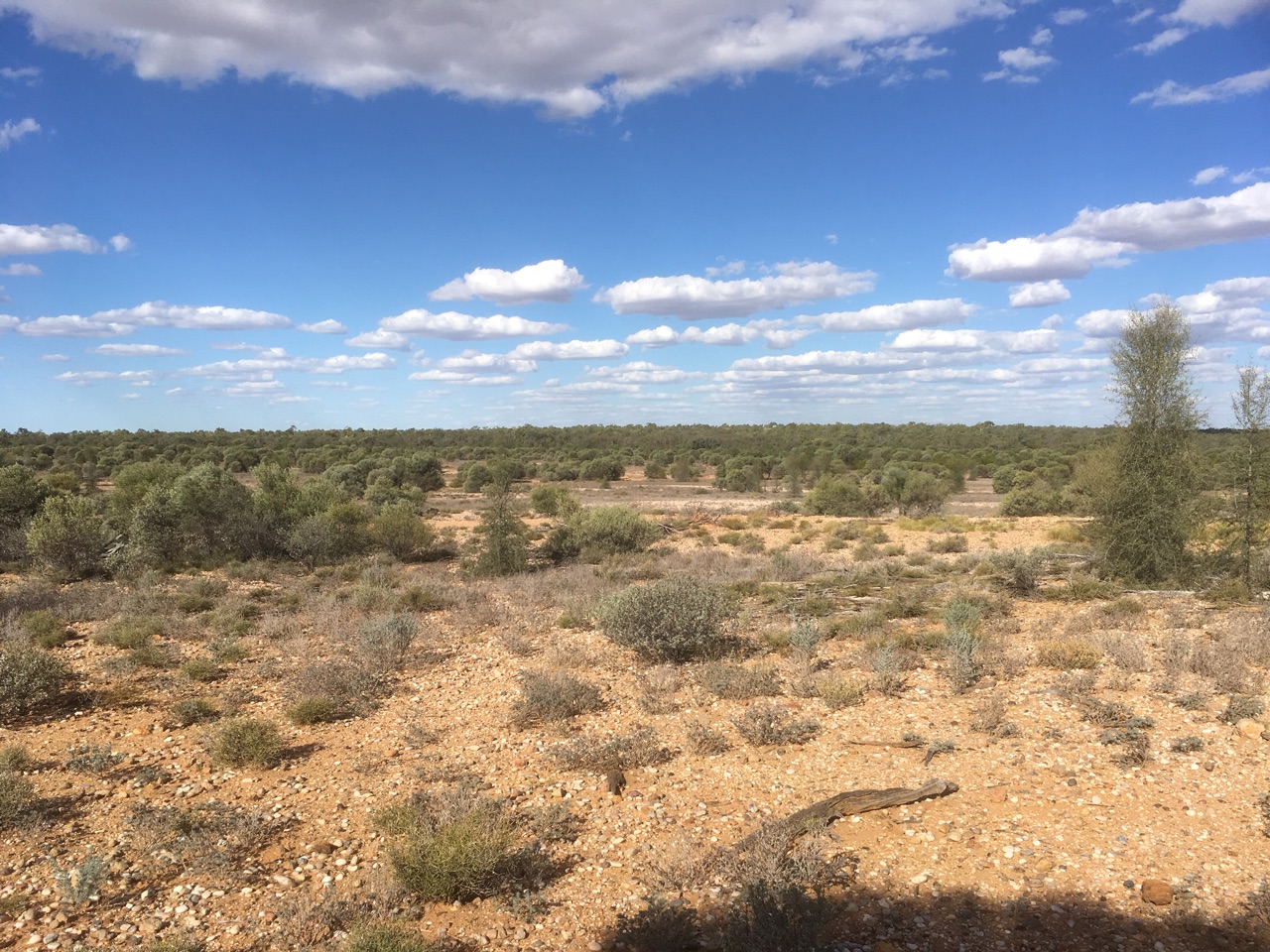 The vista