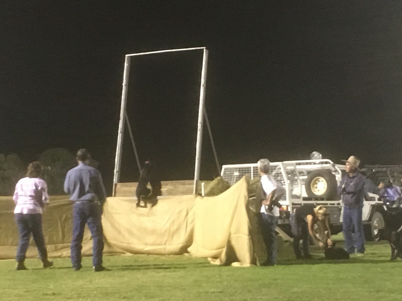 Dog High Jump (in early stages)