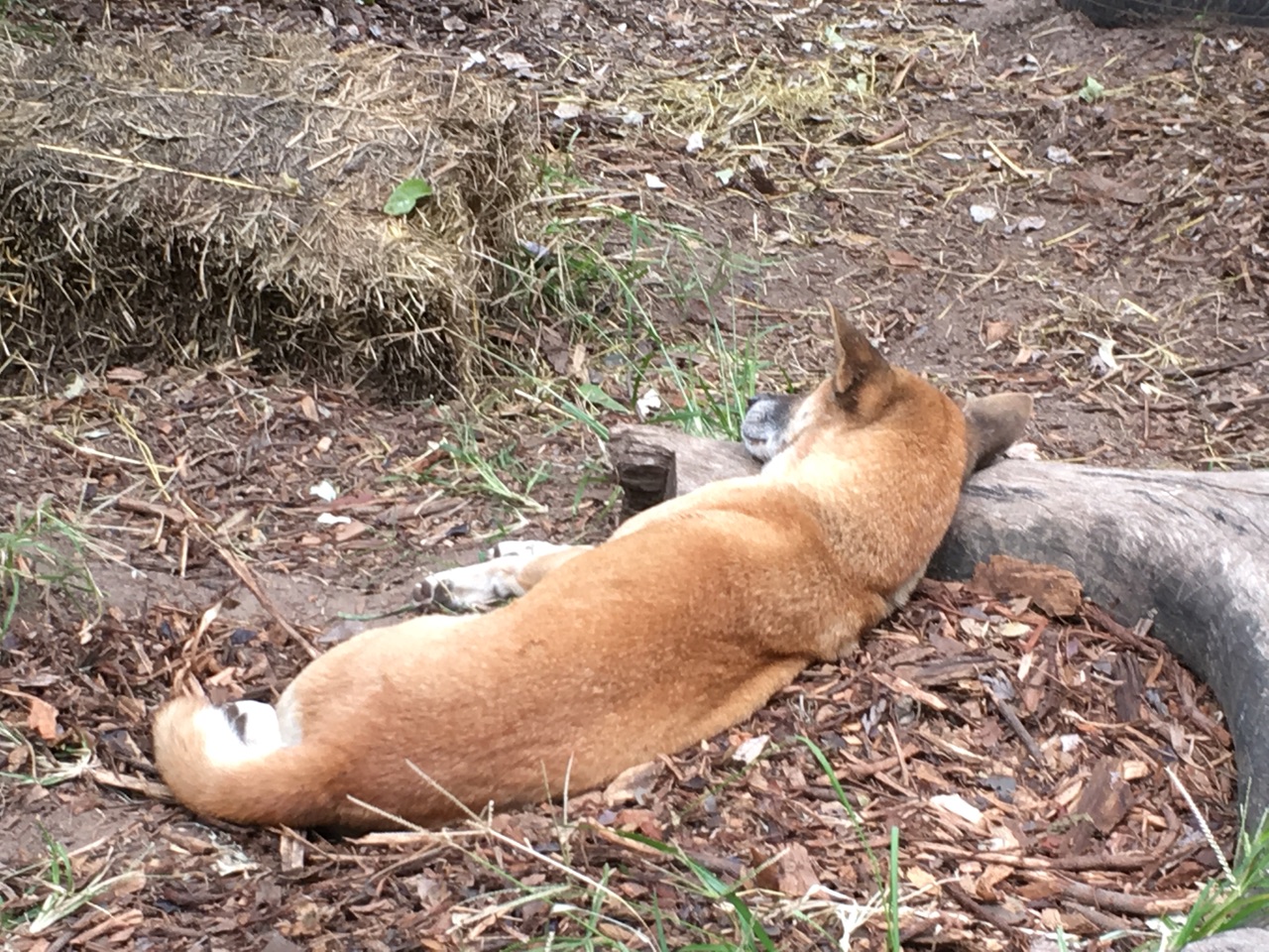Dingo
