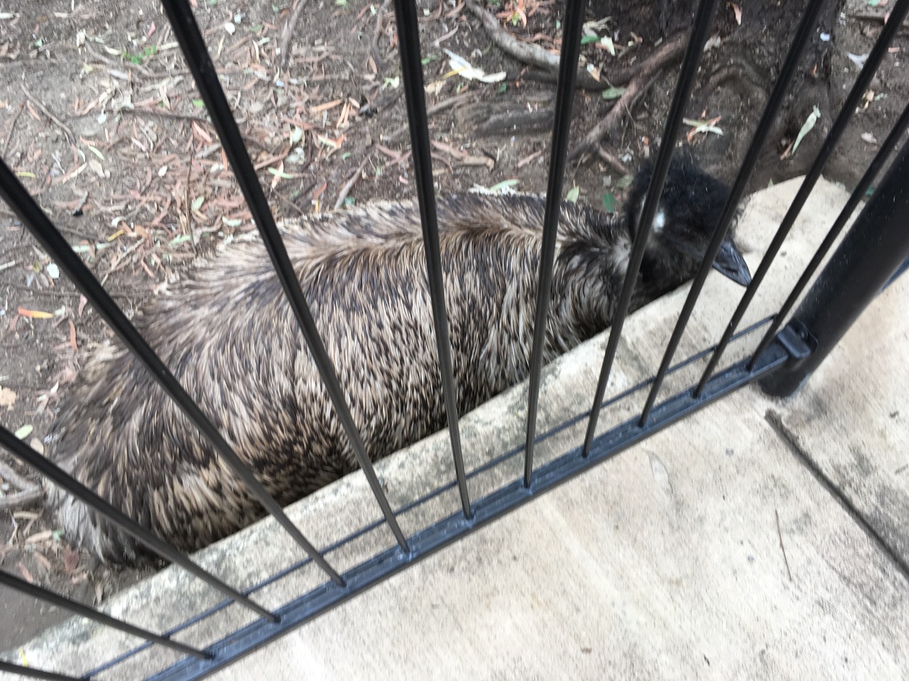 Emu