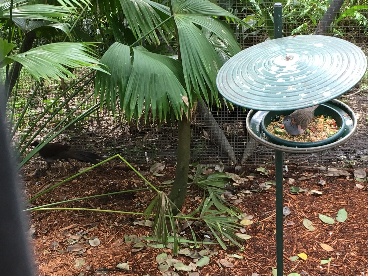 Lyrebird