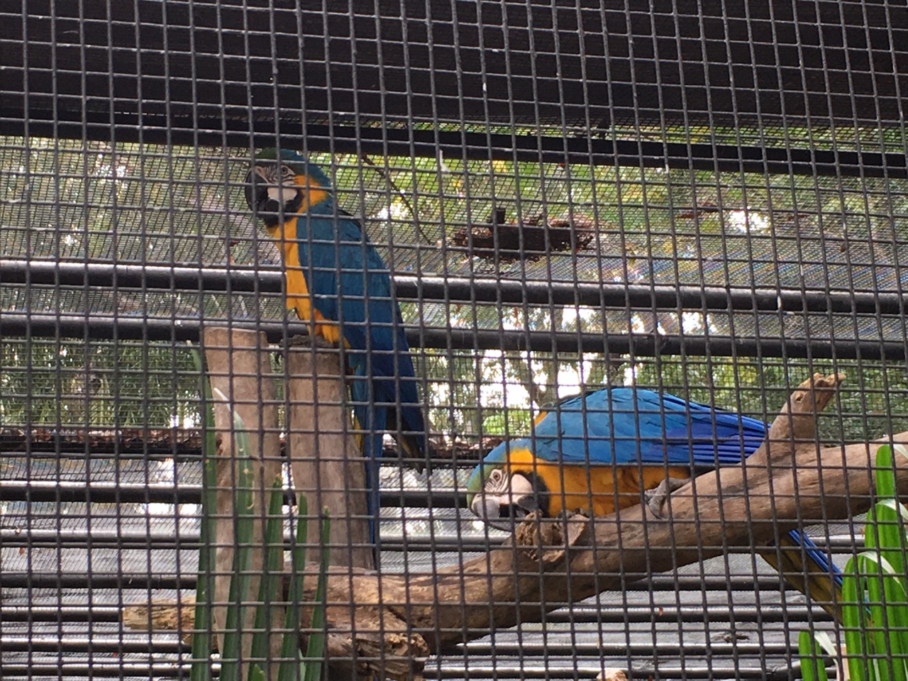 Macaws