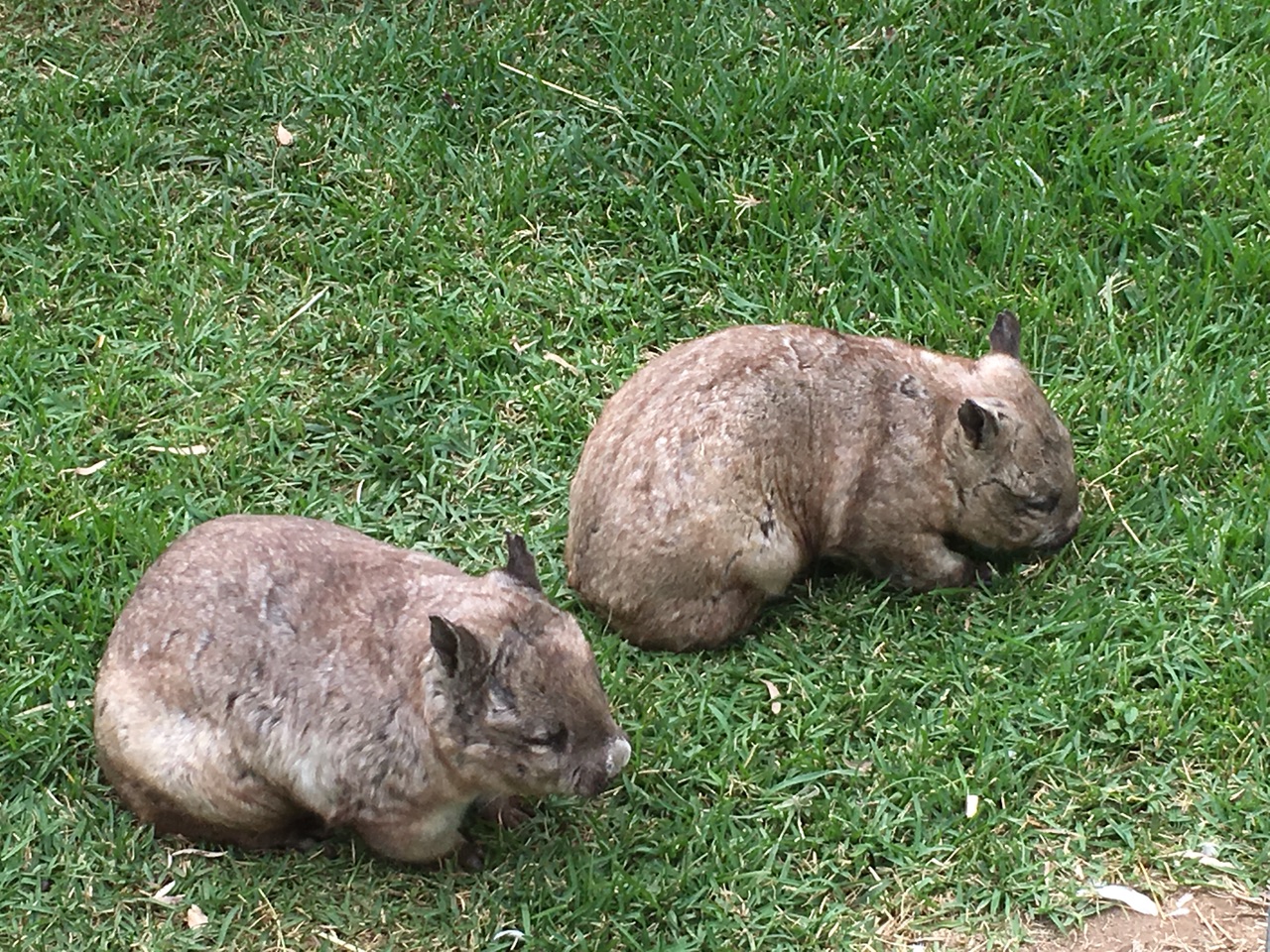 Wombats
