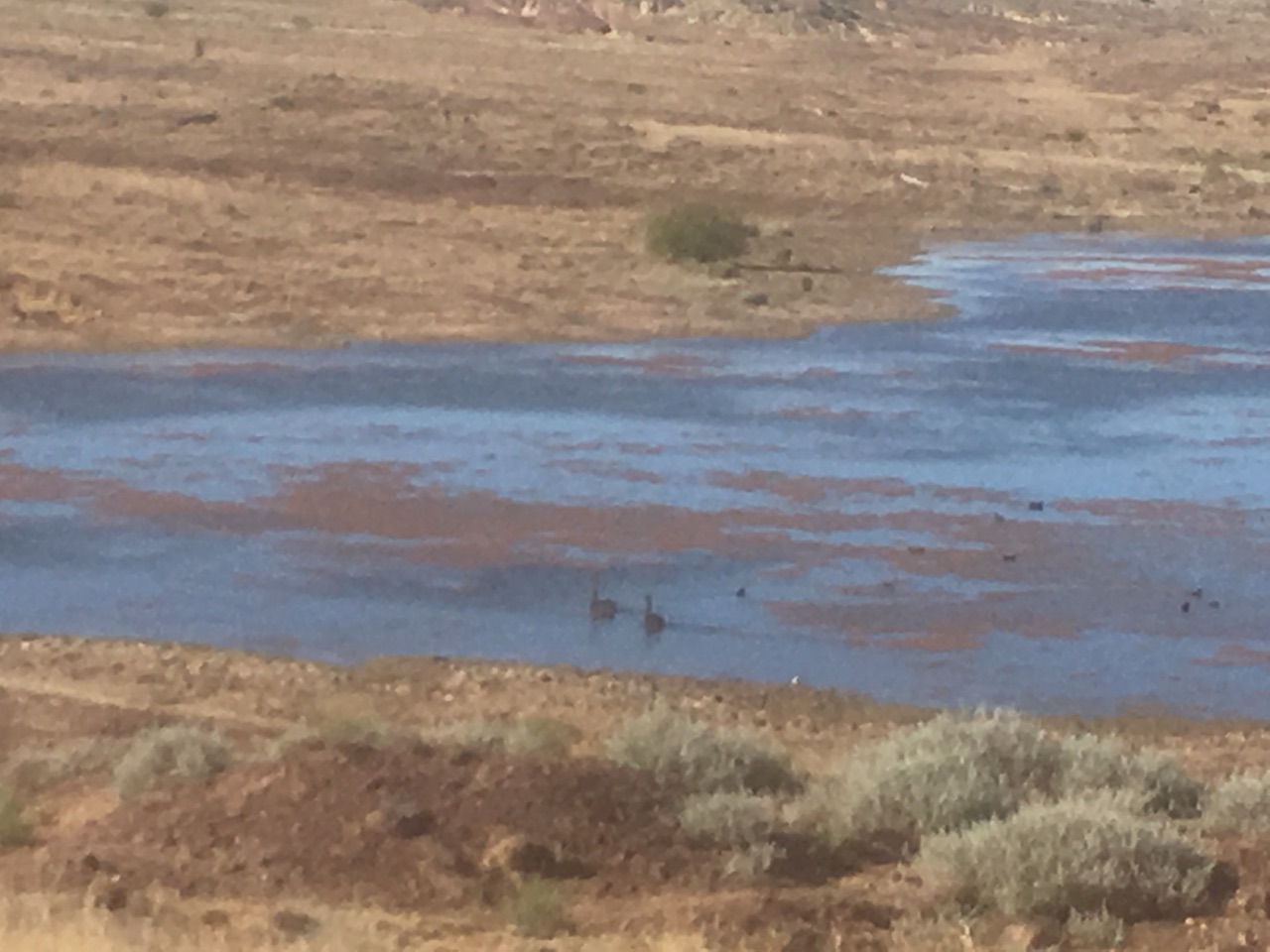 Swans On The Dam