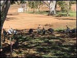 The Yard
