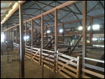 The Shearing Pens