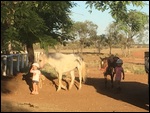 Exercising The Horses