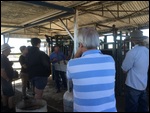 Looking at cattle