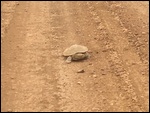 Taking the long road home